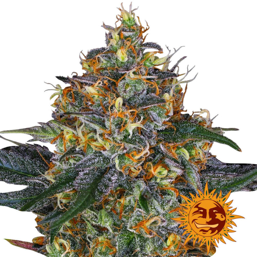 Barney's Farm Moby Dick Auto autoflowering cannabis seeds (3 seeds pack)