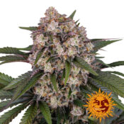 Barney's Farm OG Kush Auto autoflowering cannabis seeds (3 seeds pack)