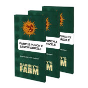 Barney's Farm Purple Punch x Lemon Drizzle feminized cannabis seeds (3 seeds pack)