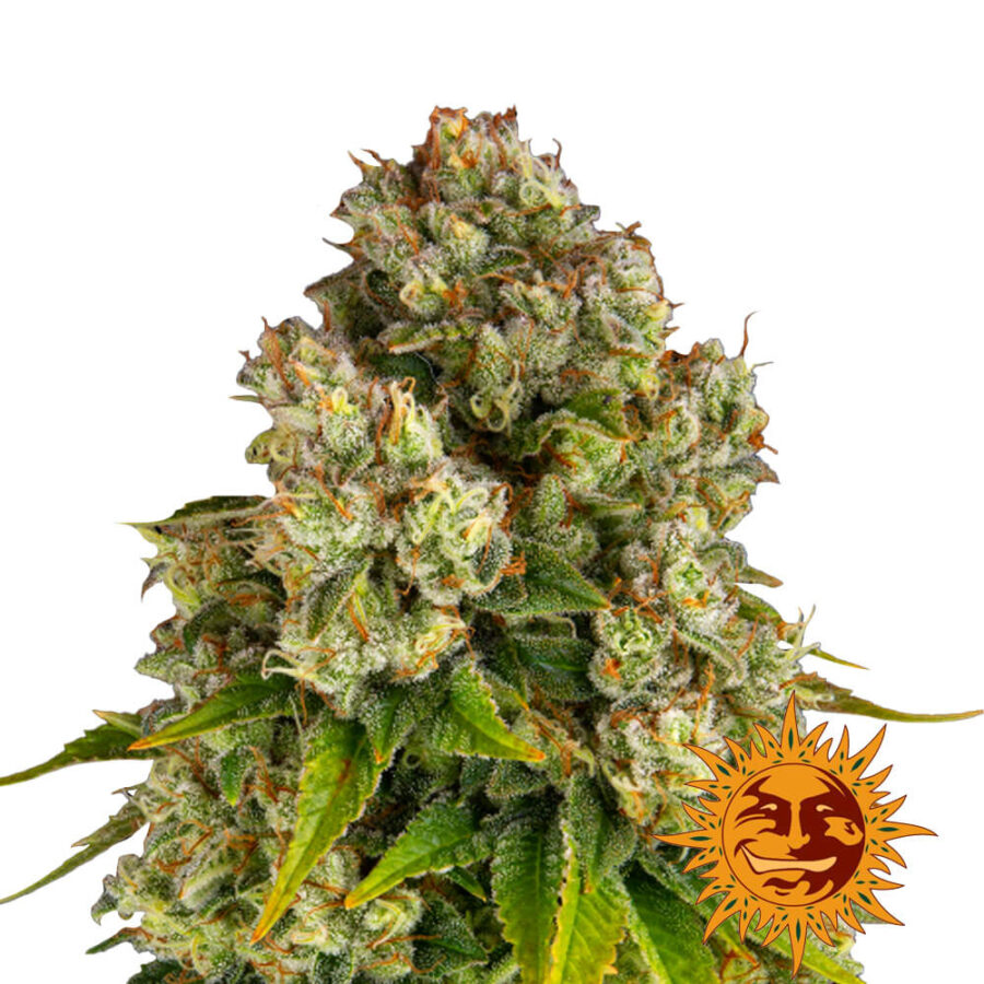 Barney's Farm Purple Punch x Lemon Drizzle feminized cannabis seeds (3 seeds pack)