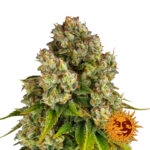 Barney's Farm Purple Punch x Lemon Drizzle feminized cannabis seeds (5 seeds pack)