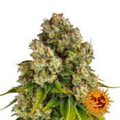 Barney's Farm Purple Punch x Lemon Drizzle feminized cannabis seeds (5 seeds pack)