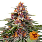 Barney's Farm Runtz Auto autoflowering cannabis seeds (5 seeds pack)