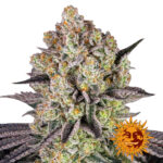 Barney's Farm Runtz feminized cannabis seeds (3 seeds pack)