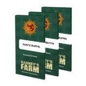 Barney's Farm Runtz Muffin feminized cannabis seeds (3 seeds pack)