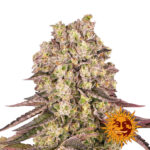 Barney's Farm Runtz Muffin feminized cannabis seeds (3 seeds pack)