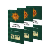 Barney's Farm Runtz x Layer Cake feminized cannabis seeds (3 seeds pack)