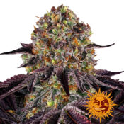 Barney's Farm Runtz x Layer Cake feminized cannabis seeds (3 seeds pack)