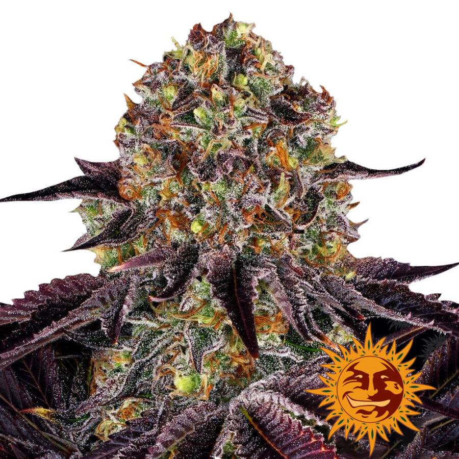 Barney's Farm Runtz x Layer Cake feminized cannabis seeds (5 seeds pack)