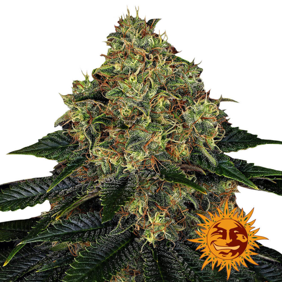 Barney's Farm Skywalker OG Auto autoflowering cannabis seeds (3 seeds pack)