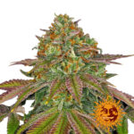 Barney's Farm Wedding Cake feminized cannabis seeds (5 seeds pack)