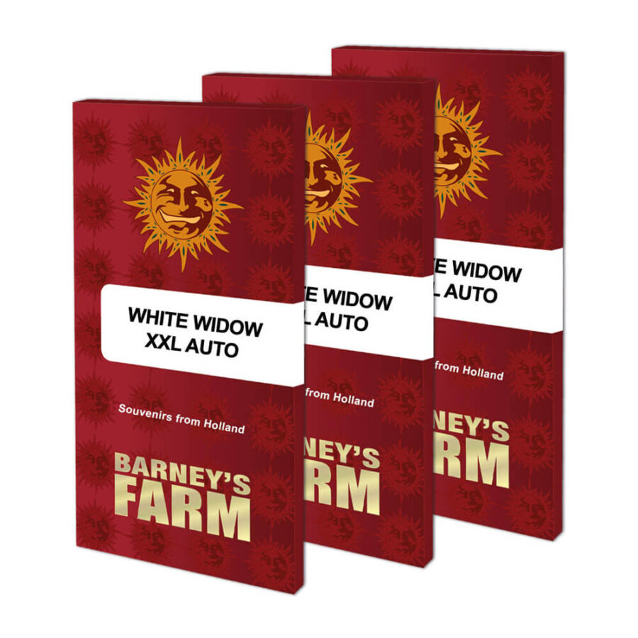 Barney's Farm White Widow XXL Auto autoflowering cannabis seeds (5 seeds pack)