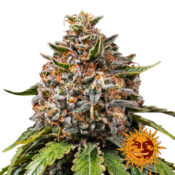 Barney's Farm White Widow XXL feminized cannabis seeds (3 seeds pack)