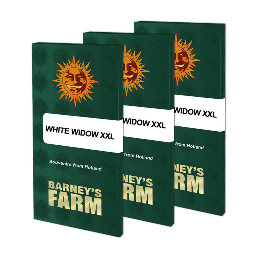 Barney's Farm White Widow XXL feminized cannabis seeds (3 seeds pack)