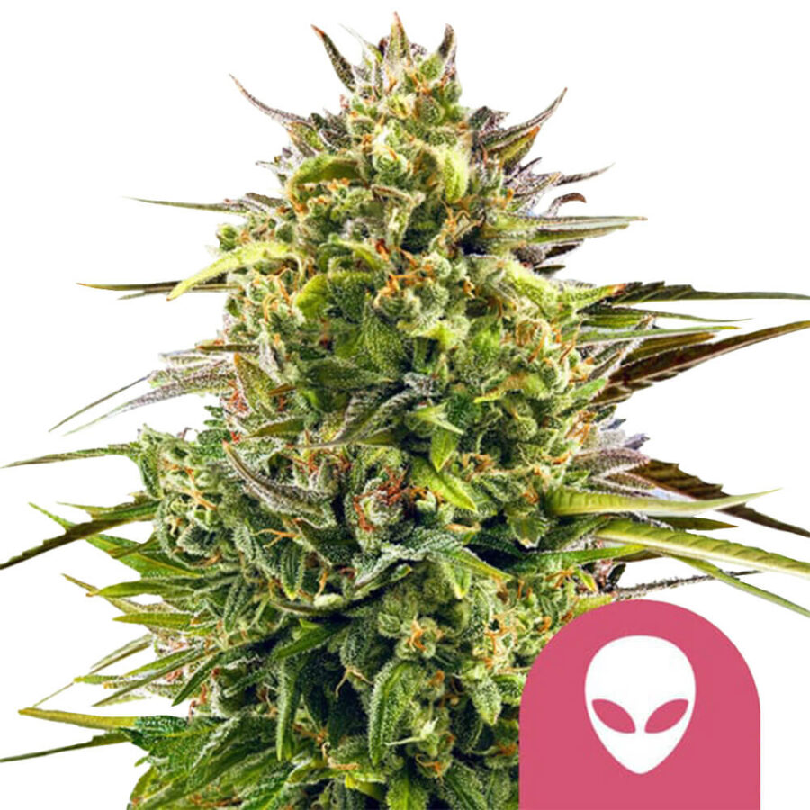 Royal Queen Seeds Alien OG feminized cannabis seeds (5 seeds pack)