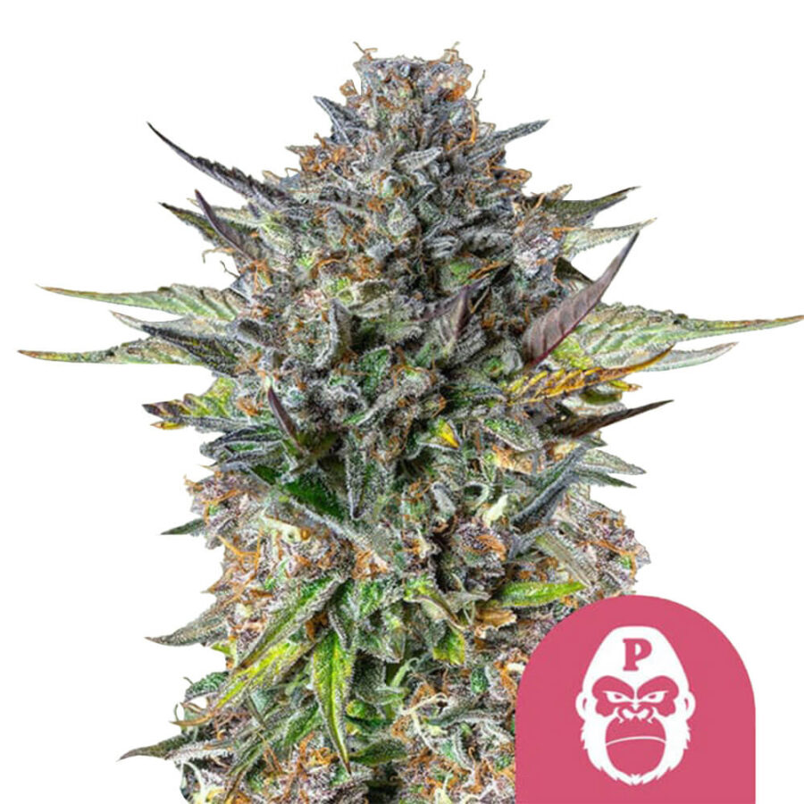 Royal Queen Seeds Pink Gorilla feminized cannabis seeds (3 seeds pack)