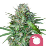 Royal Queen Seeds Tangie feminized cannabis seeds (3 seeds pack)