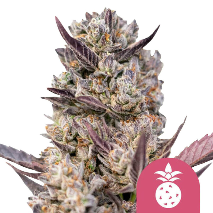 Royal Queen Seeds Tropicana Cookies Purple feminized cannabis seeds (3 seeds pack)