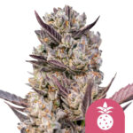 Royal Queen Seeds Tropicana Cookies Purple feminized cannabis seeds (5 seeds pack)