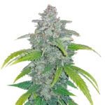 Fast Buds - Blue Dream 'Matic (5seeds/pack) DMDOtQxQ scaled 1