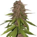 Fast Buds - C4 Automatic (5seeds/pack) X5Lu x2Q