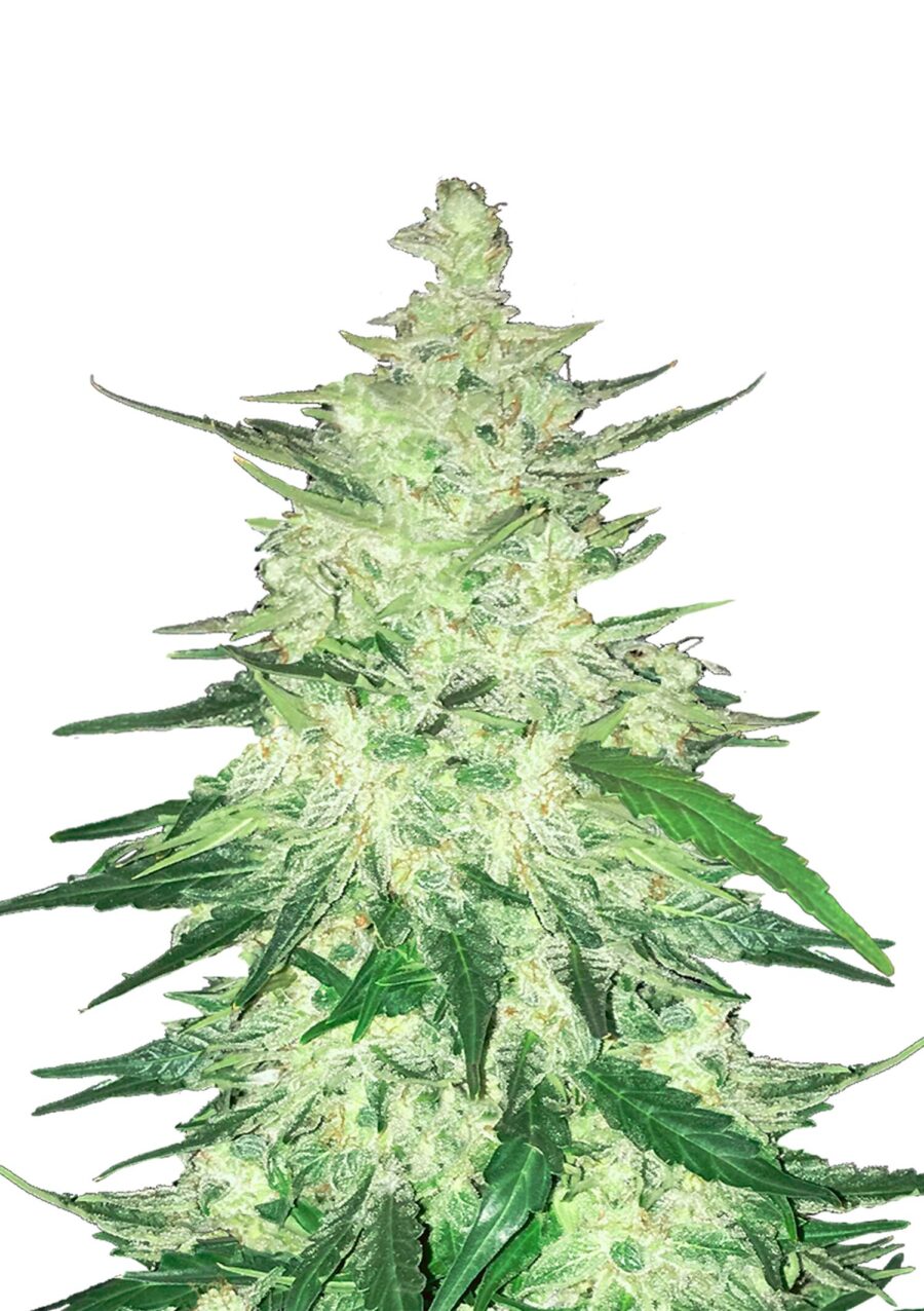 Fast Buds - CBD Automatic 20:1 (5seeds/pack)