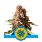 Royal Queen Seeds Euphoria CBD semi di cannabis (confezione 3 semi)
