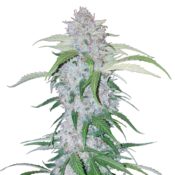 Fast Buds - Six Shooter Automatic (5seeds/pack)