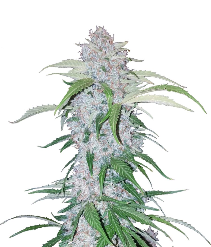 Fast Buds - Six Shooter Automatic (3seeds/pack)