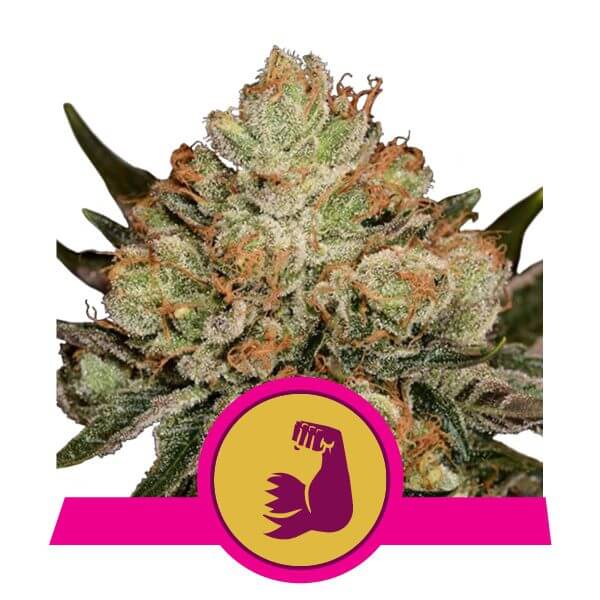 Royal Queen Seeds Hulk Berry semi di cannabis femminizzati Ingrosso 