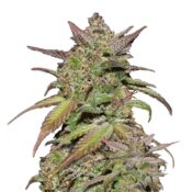 Fast Buds - Smoothie Automatic (5seeds/pack)