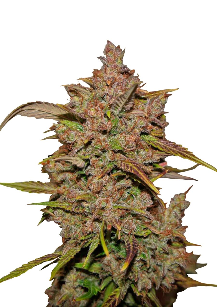 Fast Buds - Crystal Meth Automatic (3seeds/pack)