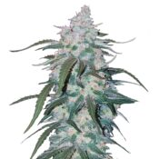 Fast Buds - Pineapple Express Automatic (3seeds/pack)