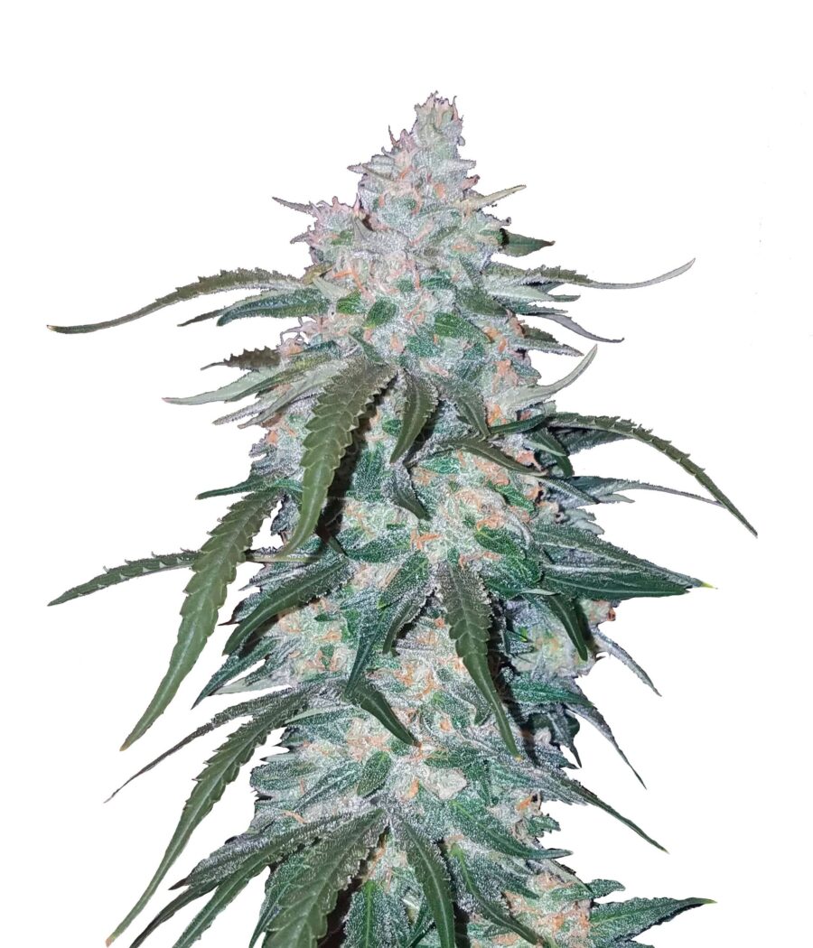 Fast Buds - Pineapple Express Automatic (5seeds/pack)