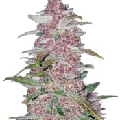 Fast Buds - Blackberry Automatic (3seeds/pack)