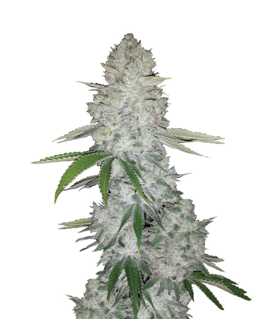 Fast Buds - Gorilla Glue Automatic (5seeds/pack)
