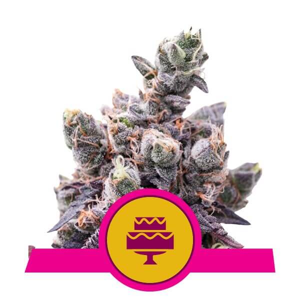 Royal Queen Seeds Hulk Berry semi di cannabis femminizzati Ingrosso 