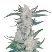 Fast Buds - Rhino Ryder Automatic (3seeds/pack)
