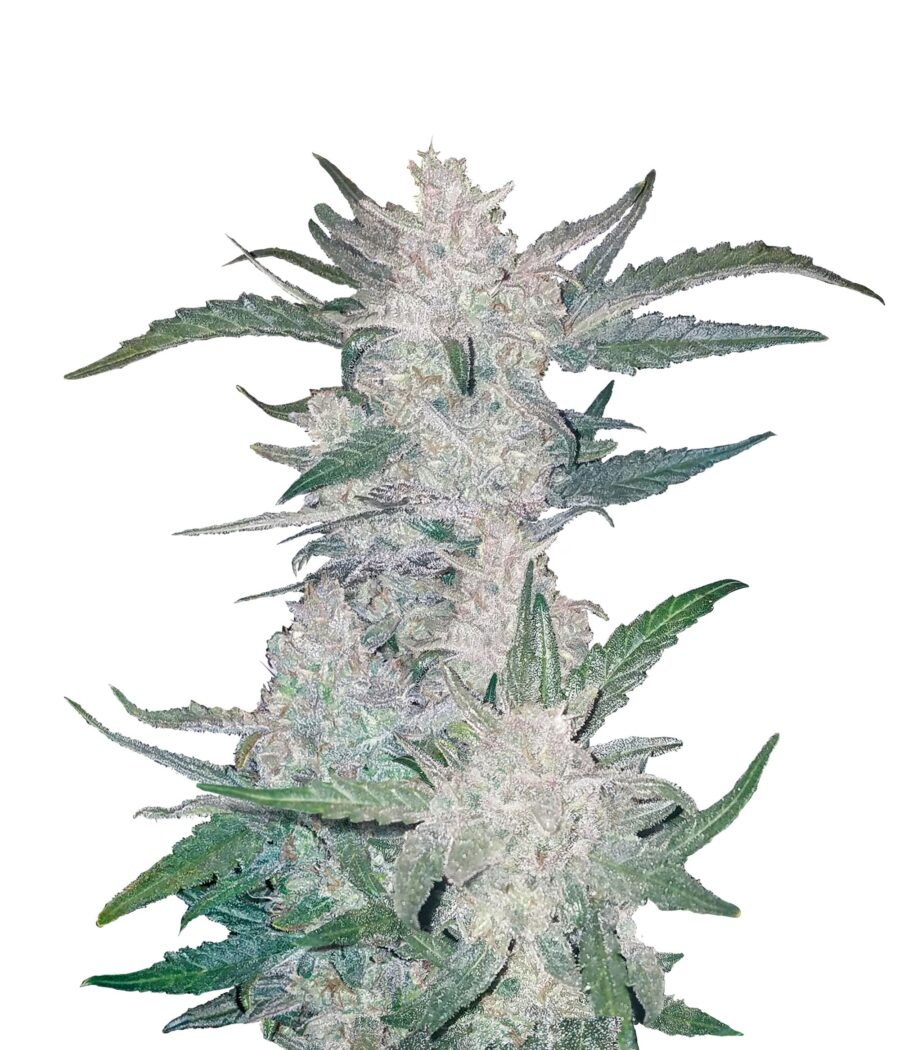 Fast Buds - Mexican Airlines Automatic (5seeds/pack)