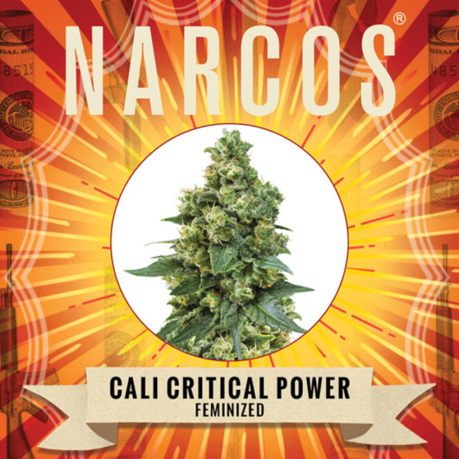 Narcos Cali Critical Power Femminizzati (confezione 5 semi)