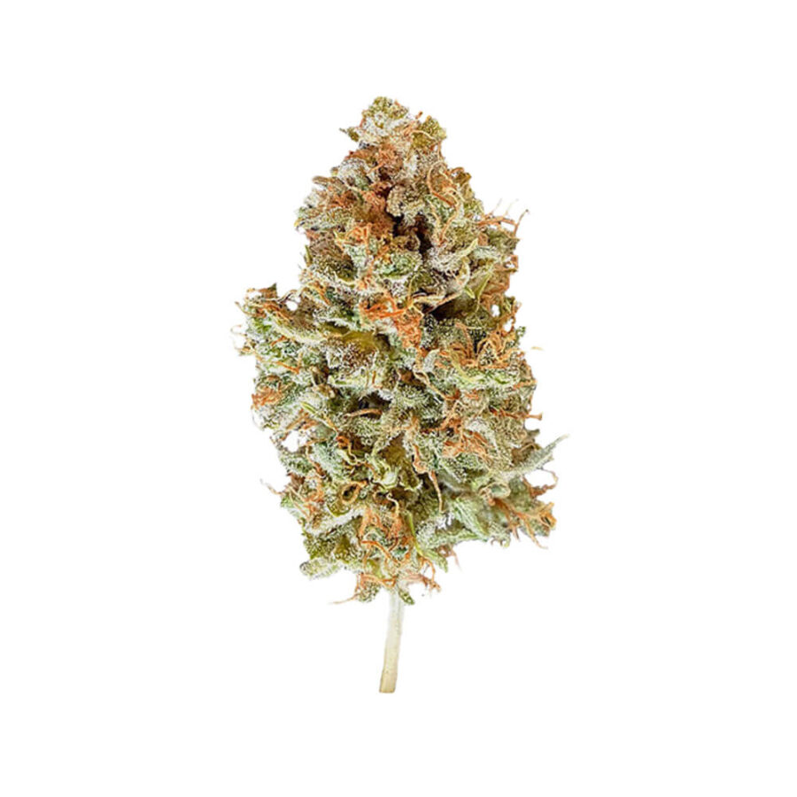 Royal Queen Seeds Easy Bud semi di cannabis autofiorenti (confezione 5 semi)