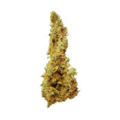 Royal Queen Seeds Hulk Berry semi di cannabis femminizzati (confezione 5 semi)