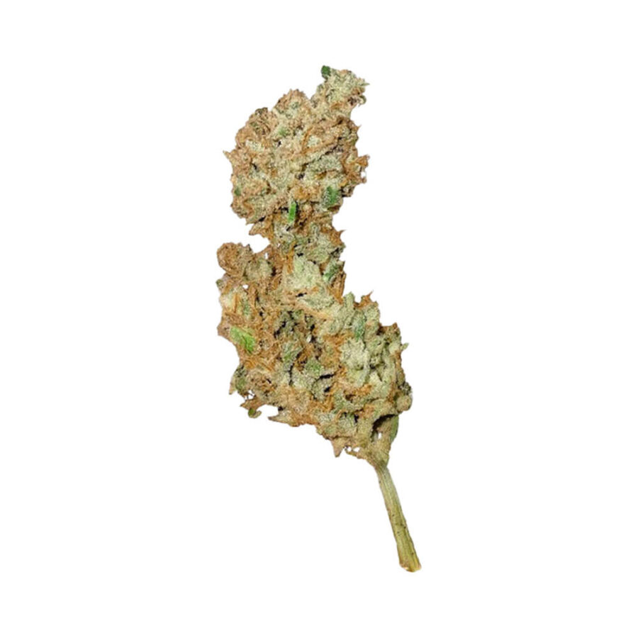 Royal Queen Seeds Royal Creamatic semi di cannabis autofiorenti (confezione 5 semi)
