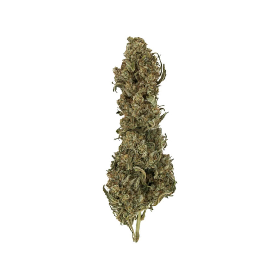 Royal Queen Seeds Royal Medic CBD semi di cannabis (confezione 5 semi)