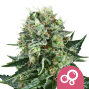 Royal Queen Seeds Bubble Kush semi di cannabis femminizzati (confezione 3 semi)