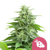 Royal Queen Seeds Fruit Spirit semi di cannabis femminizzati (confezione 3 semi)