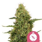 Royal Queen Seeds Northern Light semi di cannabis femminizzati (confezione 5 semi)