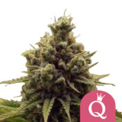 Royal Queen Seeds Purple Queen semi di cannabis femminizzati (confezione 3 semi)