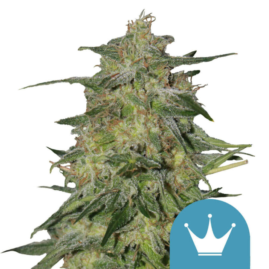 Royal Queen Seeds Royal Highness CBD semi di cannabis (confezione 5 semi)