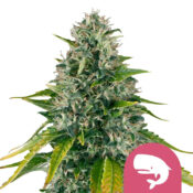 Royal Queen Seeds Royal Moby semi di cannabis femminizzati (confezione 3 semi)